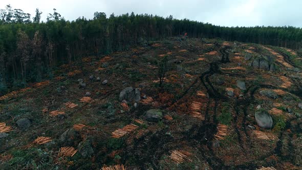 Deforestation Environmental Problem alt