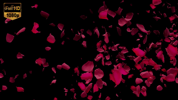 Red Rose Petals Flying By From Side Transition