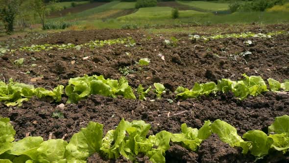 Lettuce In Farm Field