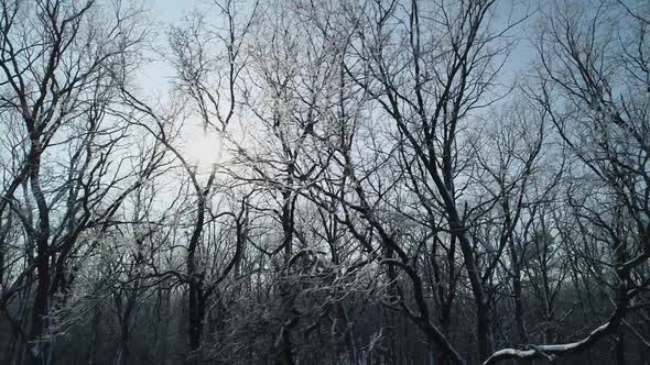 Drone Flight on a Frosty Day Near the Branches of Trees