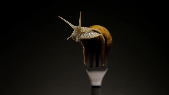 Most Live Snail on a Fork Dining