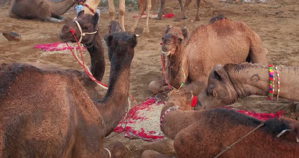 Camels at Pushkar Mela Camel Fair Festival in Field Eating Chewing at Sunrise. Pushkar, Rajasthan alt