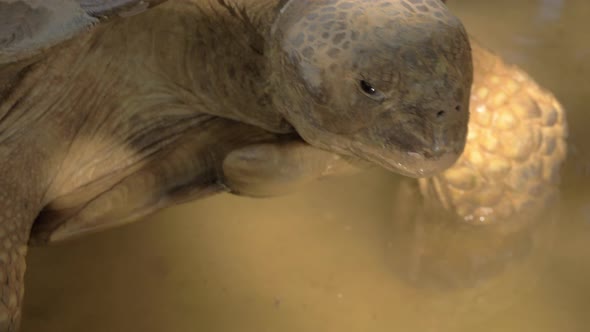 A closeup of a big turtles head alt