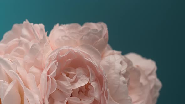 Timelapse of Blooming Pink Peony Bouquet. Flowers Opening Backdrop alt