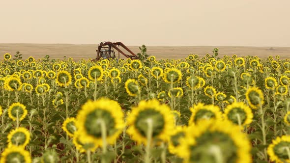 Tractor Works in Field with Yellow Sunflowers