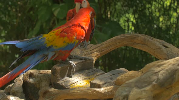 Parrots walking on a branch