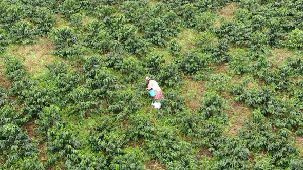 Women picking coffee on their plantations alt
