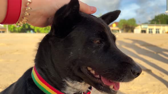 Human Hand Strokes Black Smiling Dog on the Beach Closeup