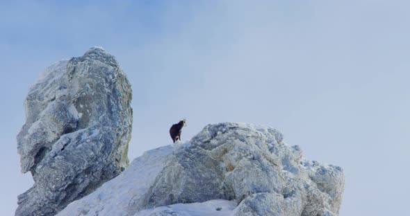 A chamois is standing at the top of a frozen mountain as clouds are passing behind him alt