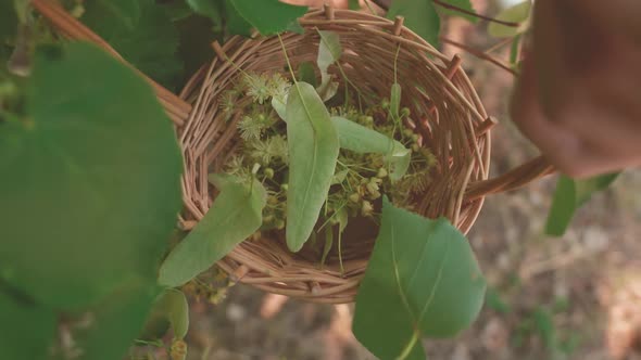 Herbalist woman hands pick pluck linden flowers in a wicker basket to make healing tea. Top view alt