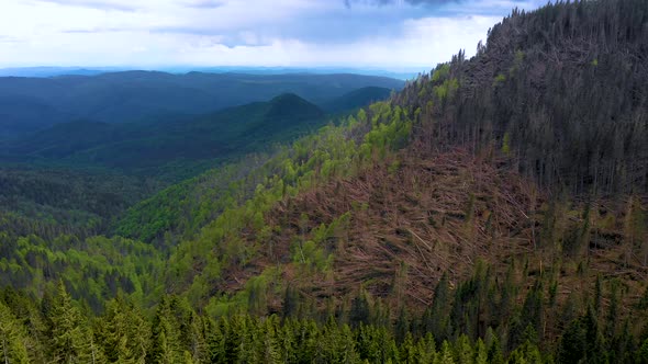 Forest with thousands of fallen trees  due to the very strong wind. Ecological natural disaster alt