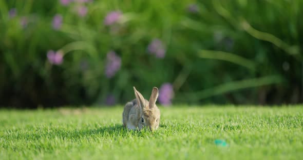 Rabbit eating green grass alt