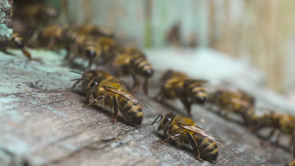 A Lot of Honey Bees Fly Near Their Wooden Hive Get Together and Crawl Along It. alt