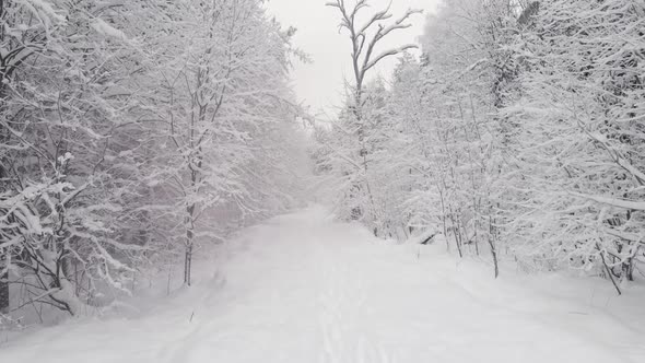 Snow Covered Forest in the Afternoon with Fog Shot on the Throne at Christmas alt