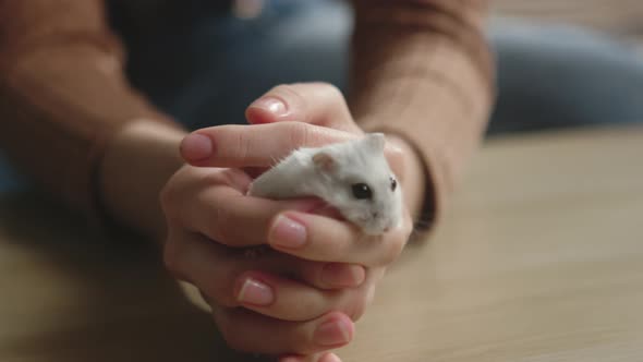 White Hamster Running in the Hands of a Young Girl