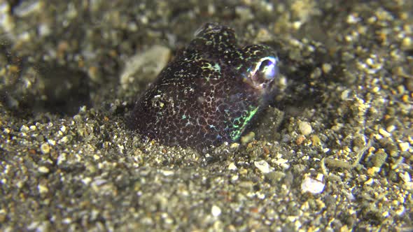 Bobtail Squid digging a hole and hiding in sand during night alt