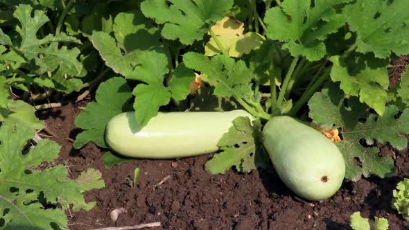 Blooming Zucchini on the Beds in the Garden