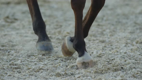 Close up of horses legs walking alt