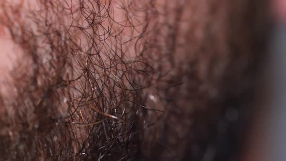 Macro Detail of Dense Caucasian Man's Brown and Black Facial Hair alt
