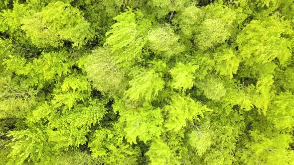 Aerial View of Green Forest with Canopies of Summer Trees Swaying in Wind alt