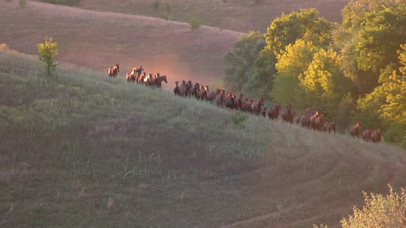 Horses Running in Slo-mo. alt