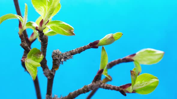 Small Leaves Growing, Rising on Branch of Tree, Germination Process, Evolution, Spring Time Lapse