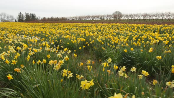 Field of daffodil flowers