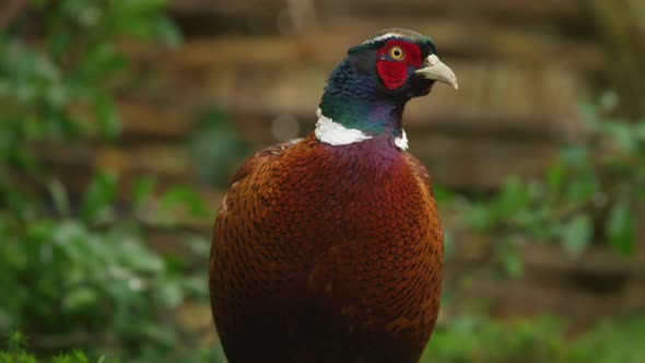 Pheasant with colorful, shiny and glossy plumage looking at camera - front view alt