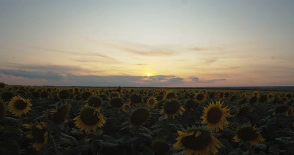 The Sun Sets Over a Field of Yellow Sunflowers. Clouds Are Floating in The Sky