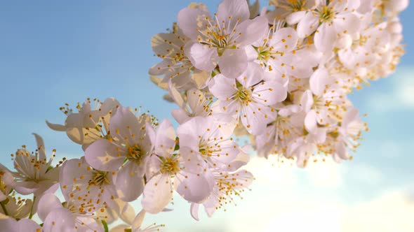 Spring Flowering of a Fruit Tree Branch