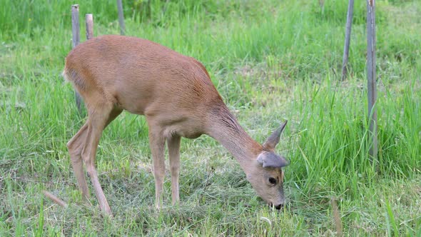Female roe deer on green meadow. Wild roe deer in nature, Capreolus capreolus. alt