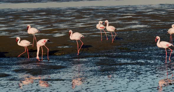 Pink flamingos are walking on the shallow shore of Walvis Bay, Namibia, 4k alt