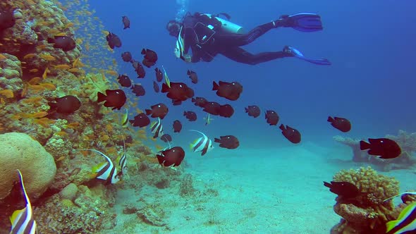 A Diver with Colorful Tropical Fishes alt