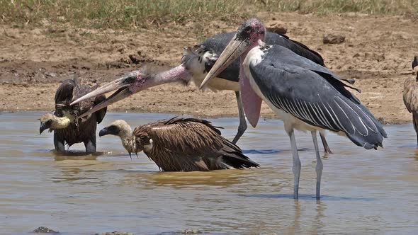 980154 African white-backed vulture, gyps africanus, Group standing at the Water Hole, having Bath, alt