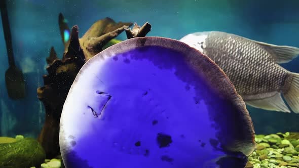 The Eagle Tailed Fish Swims In An Aquarium With A Backlight (2) alt