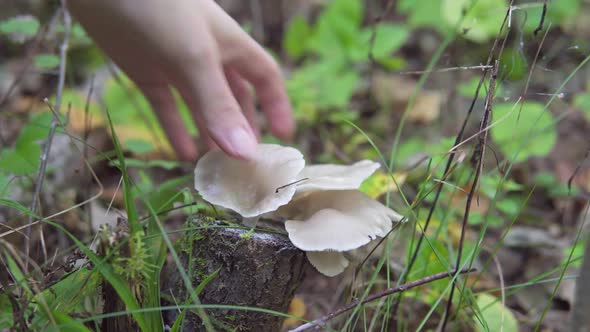 Collecting Oyster Mushrooms in the Autumn Forest