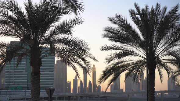 Palm Trees Against the Backdrop of the City