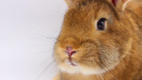 A Small Fluffy Brown Rabbit with a Large Mustache Wiggles Its Nose Closeup on a Gray Background alt