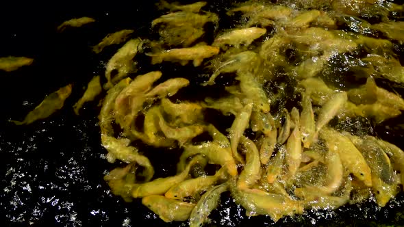 Pale yellow koi carp swimming, fish shoal in water black background top view alt