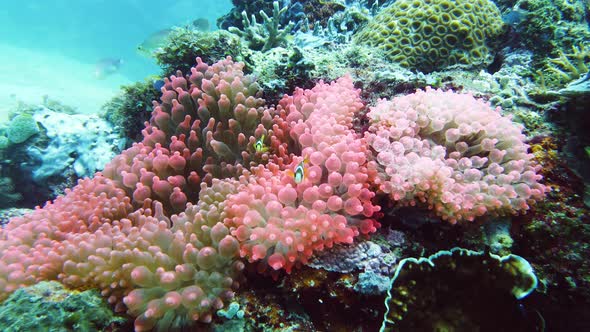 Sea Anemone and Clown Fish alt