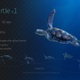 Sea Turtle 1 - VideoHive Item for Sale