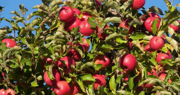 Cripps Pink. Orchard apple trees, The Occitan, France alt