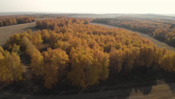 Autumn forest and field alt