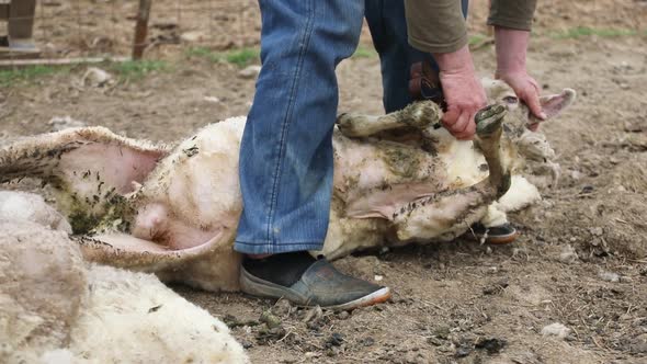 Man Shearing Sheep With Scissors on a Rural Farm