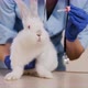 Female Veterinarian The Drug Instills in the Rabbit&#39;s Ears - VideoHive Item for Sale