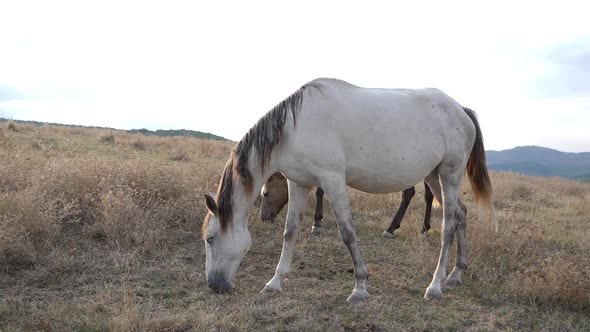 Two Horses Graze On The Dry Lawn 1 alt