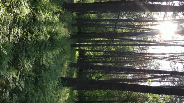Vertical Video of a Beautiful Green Pine Forest on a Summer Day Slow Motion alt