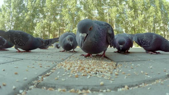 Close-up Video of Pigeons' Beaks Eating Seeds. Close-up