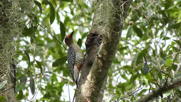  Red Bellied Woodpecker Feeds
