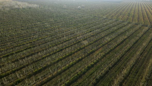 Top View of Flowering Orchards Lands with Flowering Fruit Trees alt